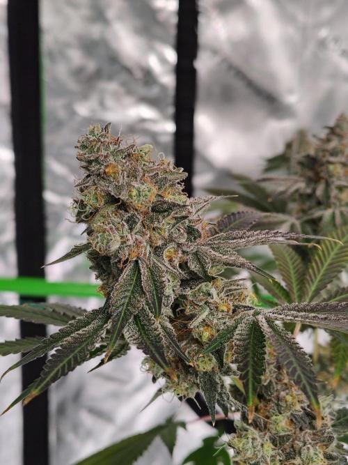 Zoap Rose. Week 15