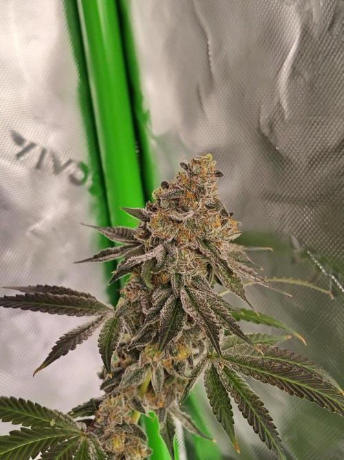 Zoap Rose. Week 15
