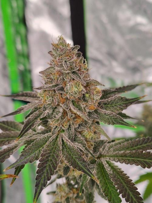 Zoap Rose. Week 15