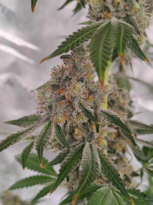 Zoap Rose. Week 15