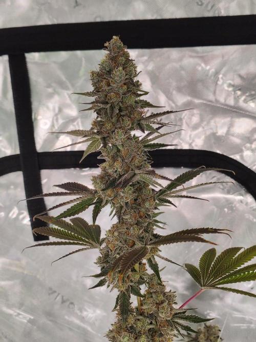 Zoap Rose. Week 15