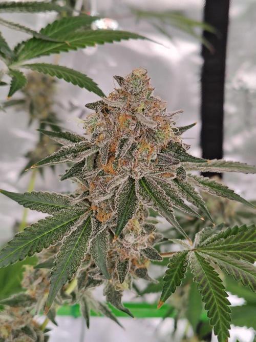 Zoap Rose. Week 15