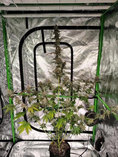 Zoap Rose. Week 15