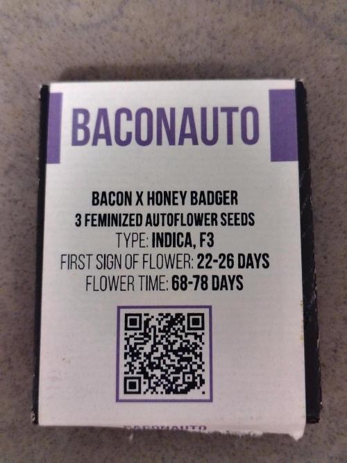 BaconAuto. Week 1