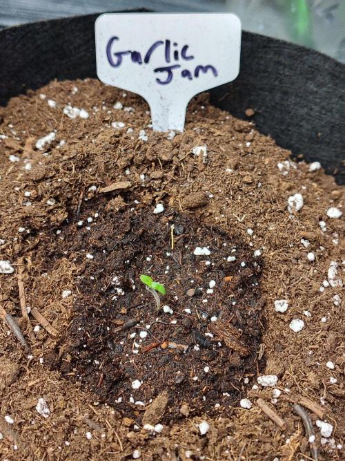 Garlic Jam. Week 1