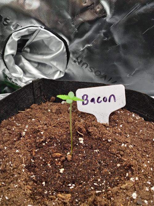 BaconAuto. Week 1