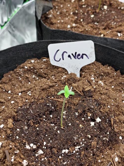 Craven Auto. Week 1