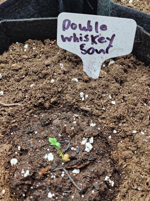 Double Whiskey Sour Auto. Week 1