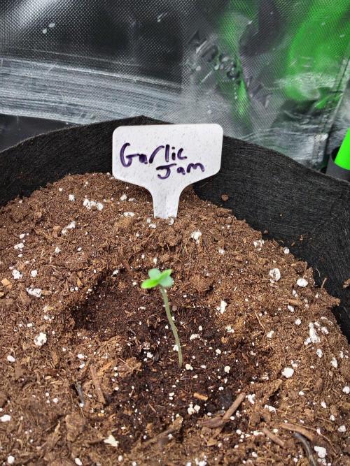 Garlic Jam. Week 1
