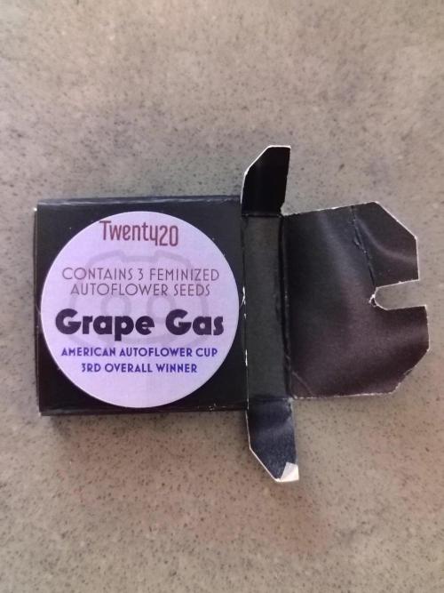 Grape Gas. Week 1