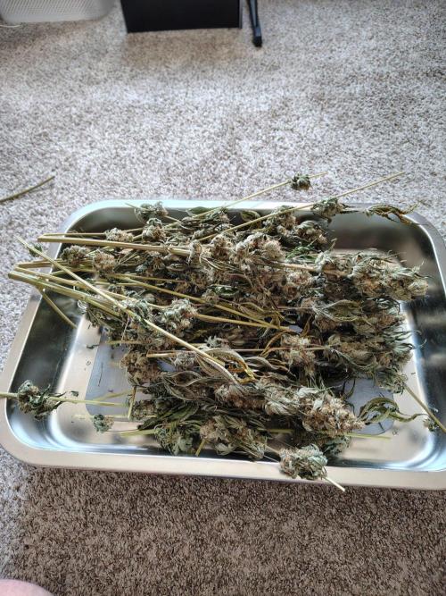 Zoap Rose. Week 16