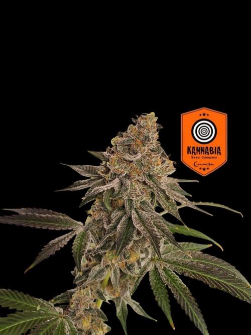 Zoap Rose. Week 15