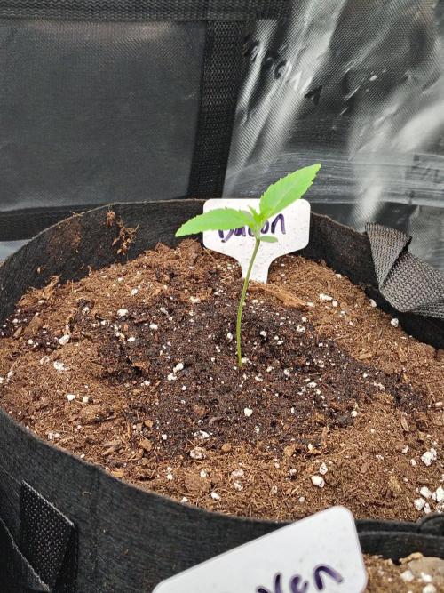 Grow Tent S888 96x96x80. Week 1