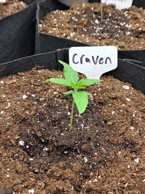 Craven Auto. Week 1
