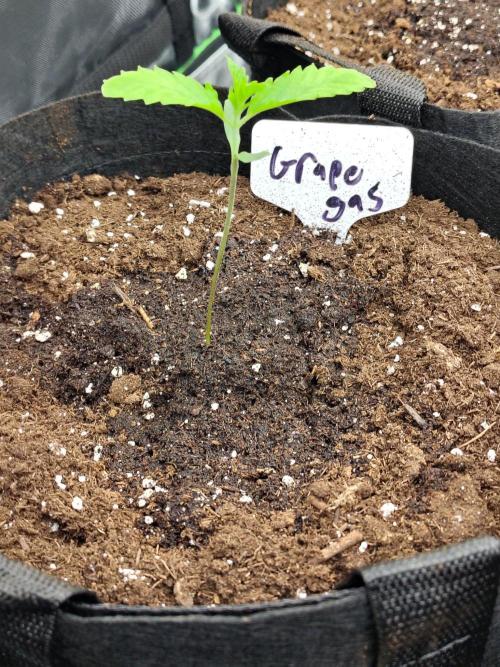 Grape Gas. Week 1