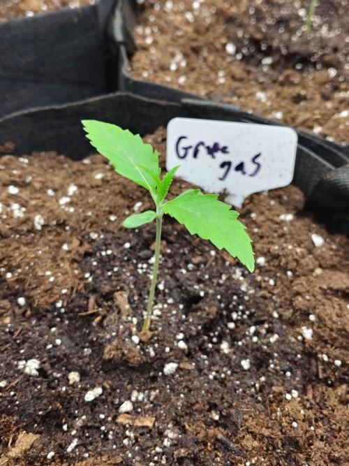Grape Gas. Week 1