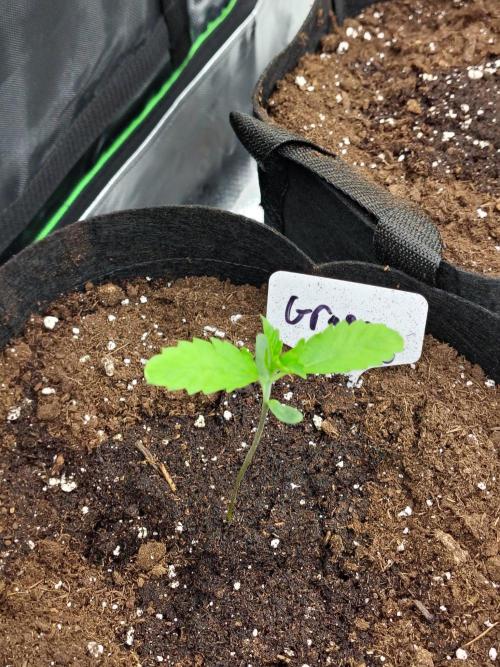 Grape Gas. Week 1