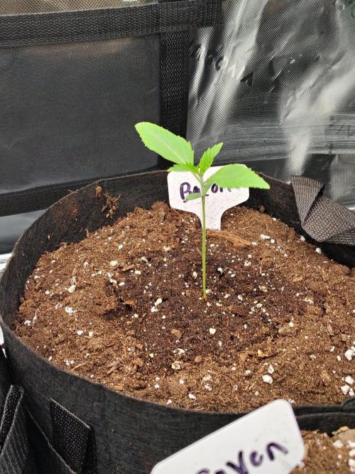 Grow Tent S888 96x96x80. Week 1