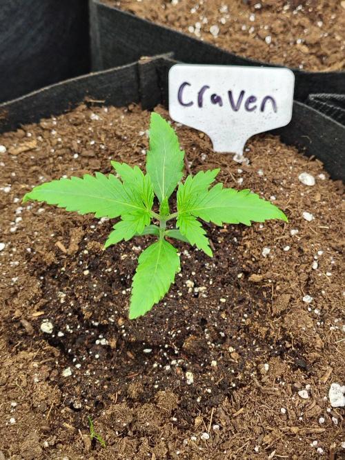 Craven. Week 1