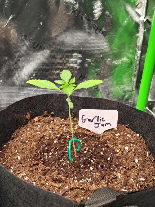 Garlic Jam Auto. Week 1