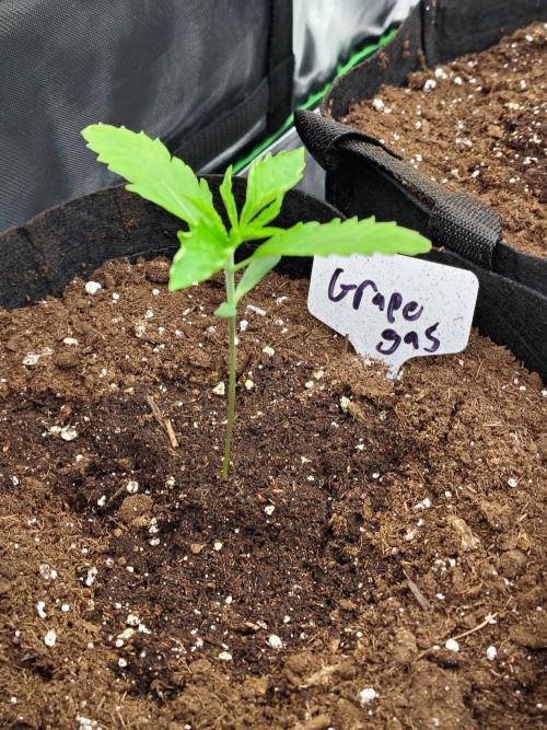 Grape Gas Auto. Week 1