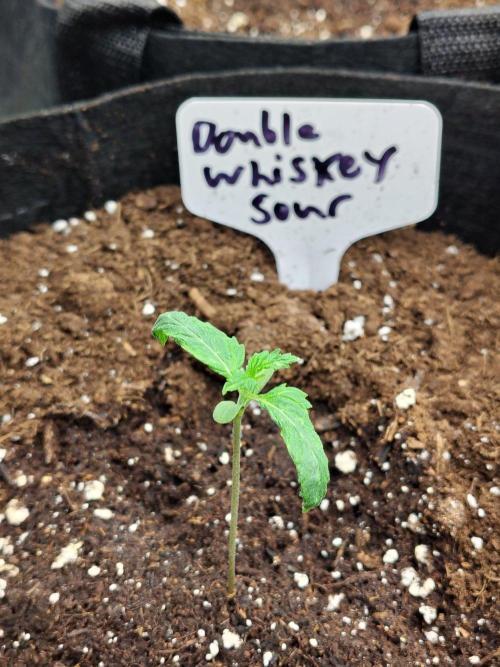Double Whiskey Sour Auto. Week 1