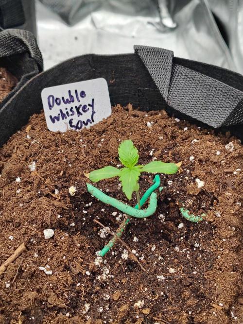 Double Whiskey Sour Auto. Week 2
