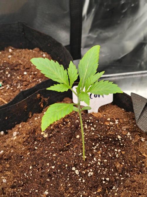 Grow Tent S888 96x96x80. Week 2