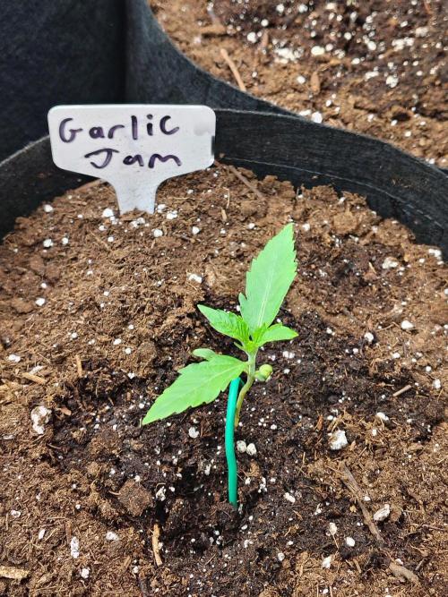 Garlic Jam Auto. Week 2