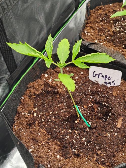 Grape Gas Auto. Week 2