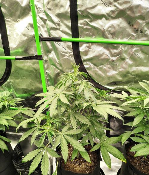 BaconAuto. Week 4