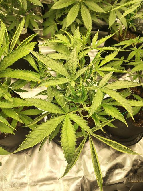 Grape Gas Auto. Week 5