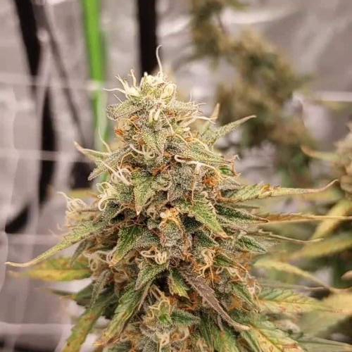 King Tut  Auto 