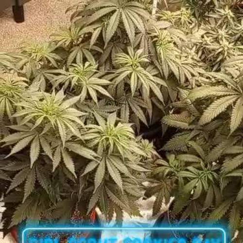 Girl Scout Cookies Photo