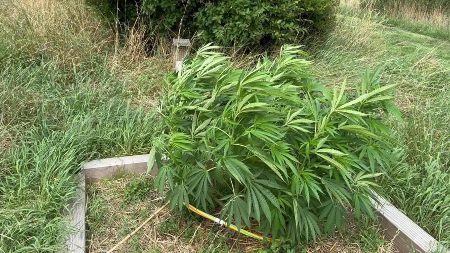 Outdoor trees
