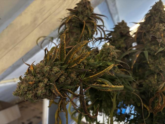 Sour Diesel mainline. Week 21 - suffering from success