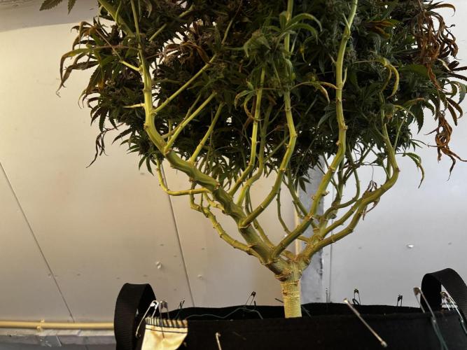 Sour Diesel mainline. Week 21