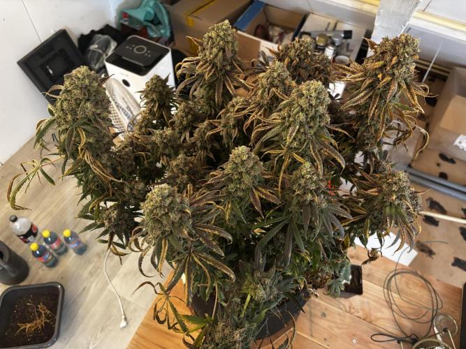 Sour Diesel mainline. Week 21