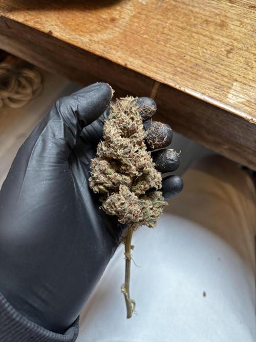 Sour Diesel mainline. Week 21 - fat buds