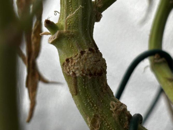 Sour Diesel mainline. Week 21 - after healing