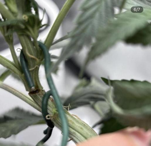 Sour Diesel mainline. Week 21 - before healing