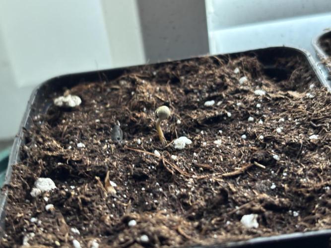 Nana Glue & Pink Milk. Week 0