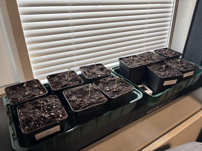Nana Glue & Pink Milk. Week 0
