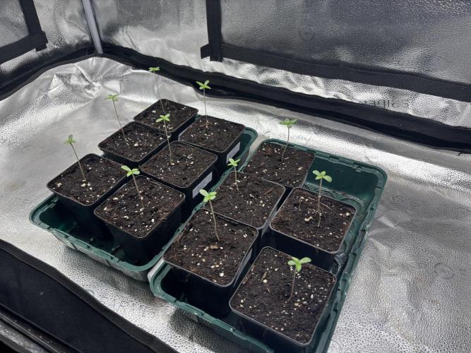 Nana Glue & Pink Milk. Week 0