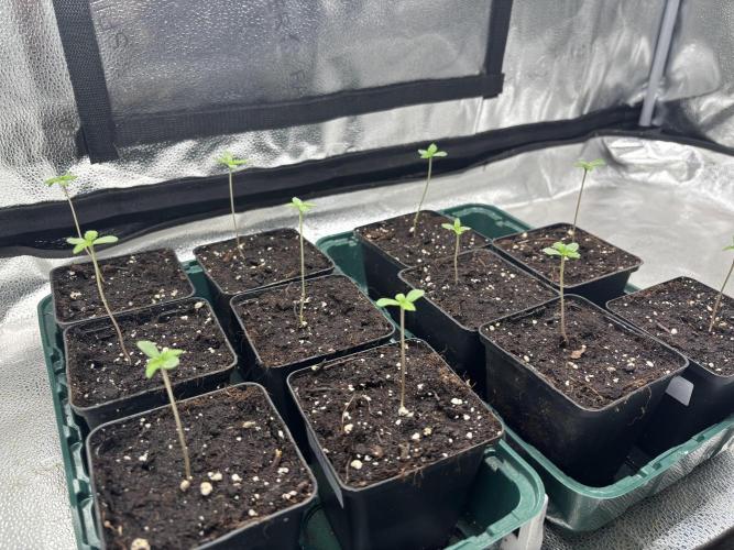 Nana Glue & Pink Milk. Week 0