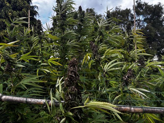 Outdoor trees. Week 26 - #1 rotted