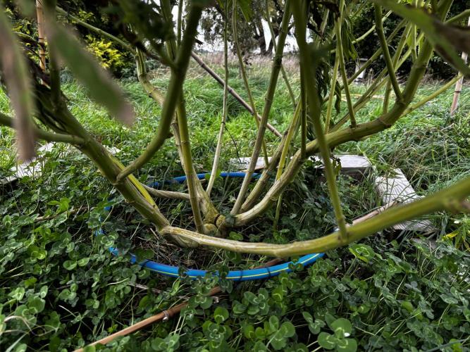 Outdoor trees. Week 26 - #1 stem structure