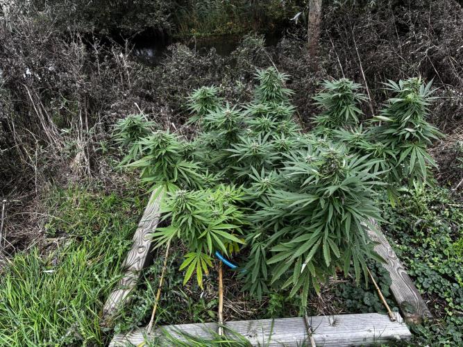 Outdoor trees. Week 26 - #3