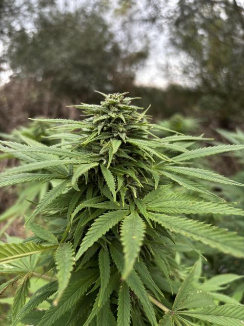 Outdoor trees. Week 26