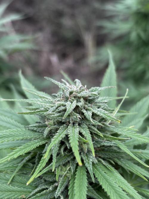 Outdoor trees. Week 26 - #3 had a few nice nugs. most still had a core of mold however